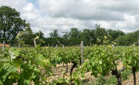 chateau latour