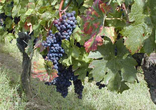 Côtes de Bourg - cépage Merlot en septembre 