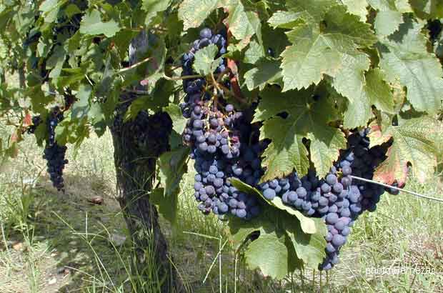 Côtes de Bourg - Merlot en septembre 