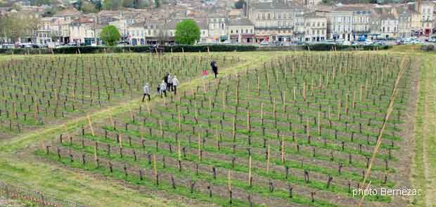 Blaye, la vigne de la citadelle domine la ville