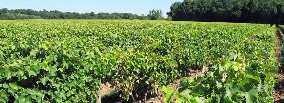 Domaine Gardrat Coezs, vignes en août