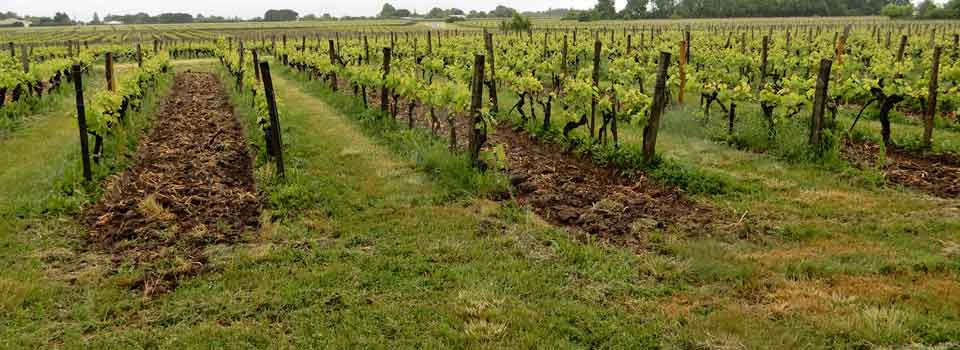 Domaine Gardrat Coezs, vignes en mai