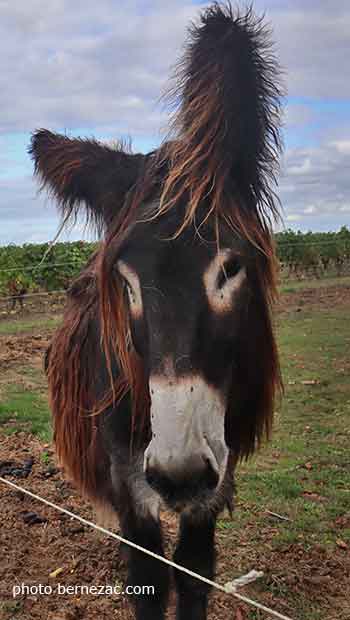 domaine de villemont haut-poitou