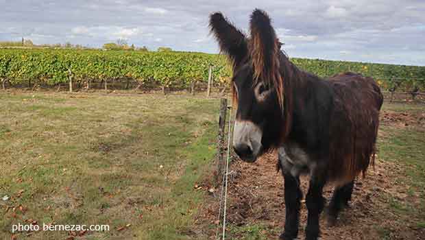 domaine de villemont haut-poitou