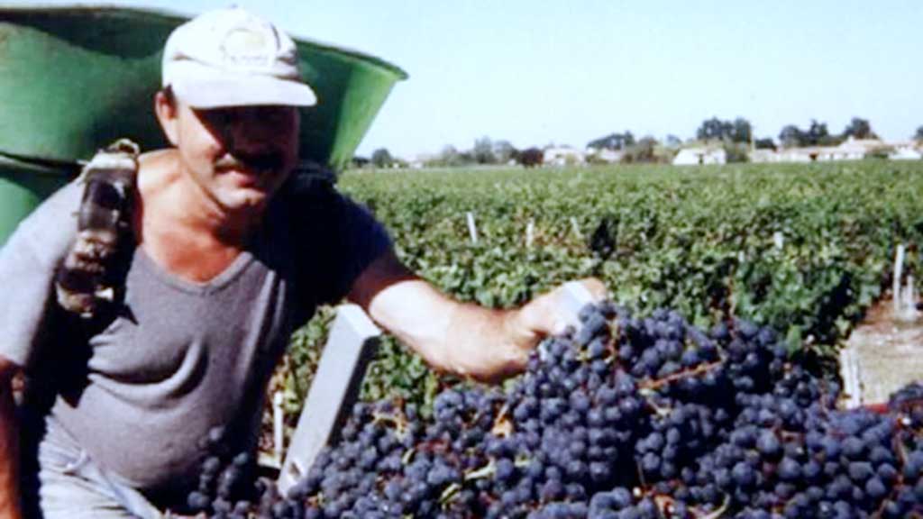 Médoc château Lacour-Jacquet 