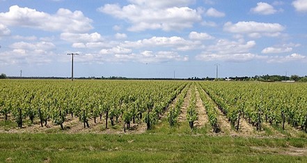 Médoc château Lacour-Jacquet  