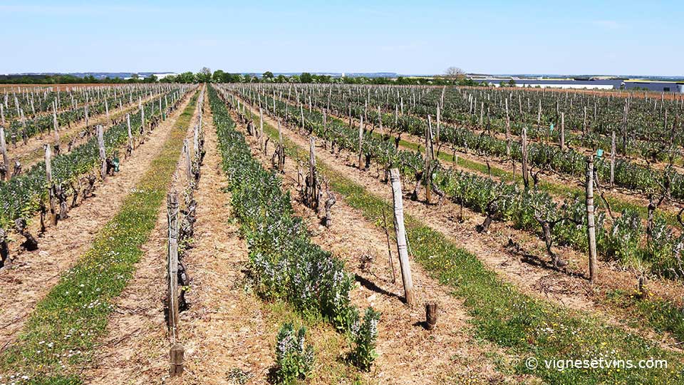 la féverole dans les vignes