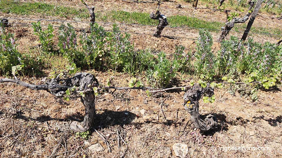 la féverole dans les vignes