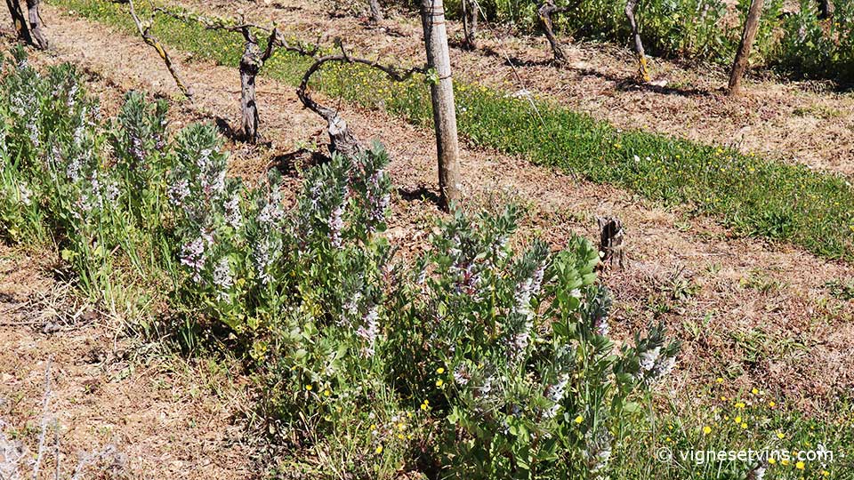 la féverole dans les vignes