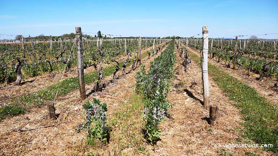 la féverole dans les vignes