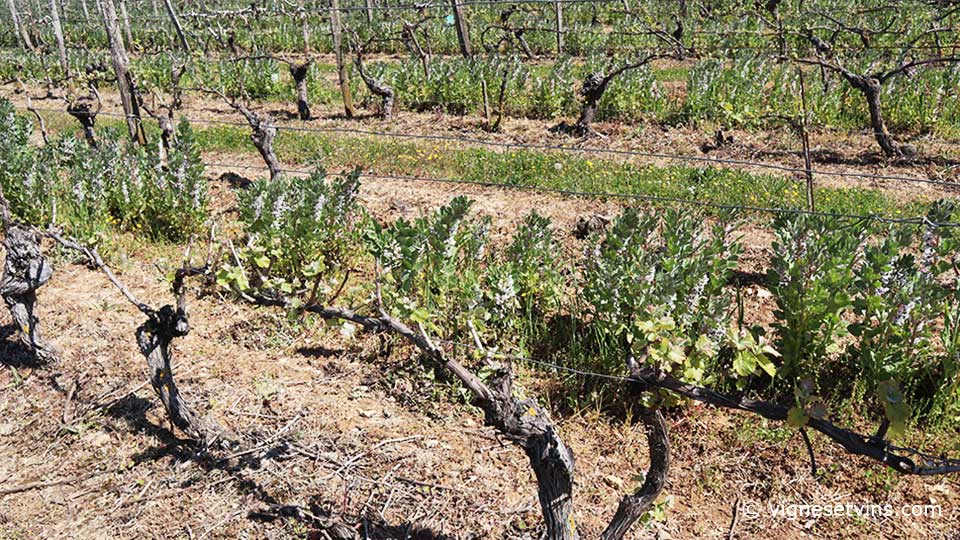 la féverole dans les vignes