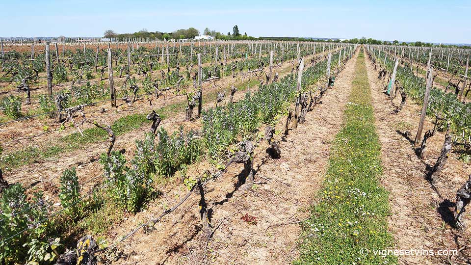 la féverole dans les vignes