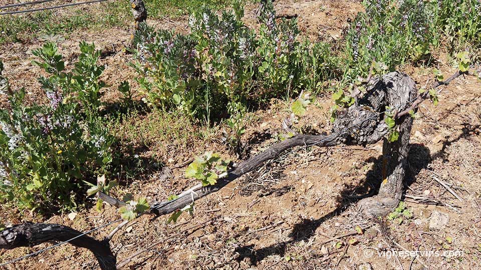 la féverole dans les vignes