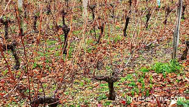 vignes taille