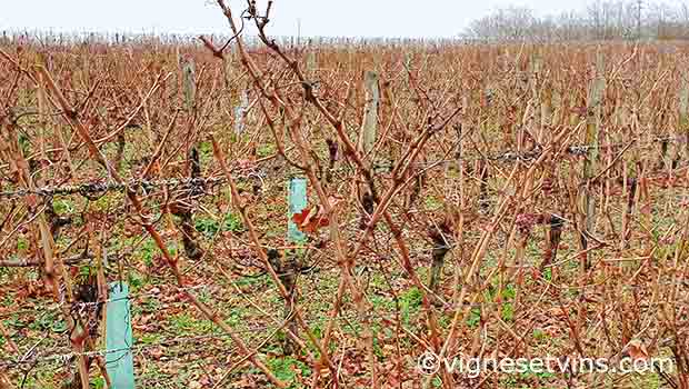 vignes taille