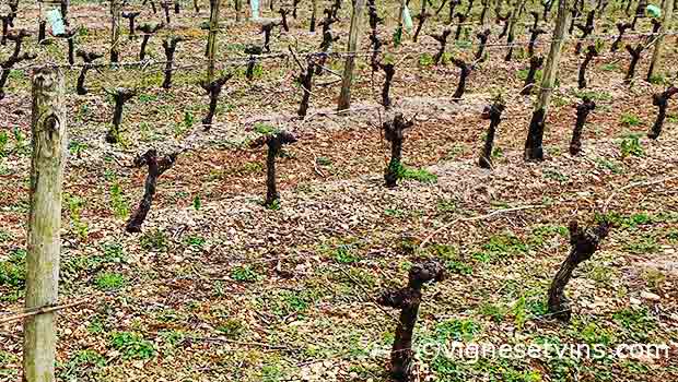 vignes taille