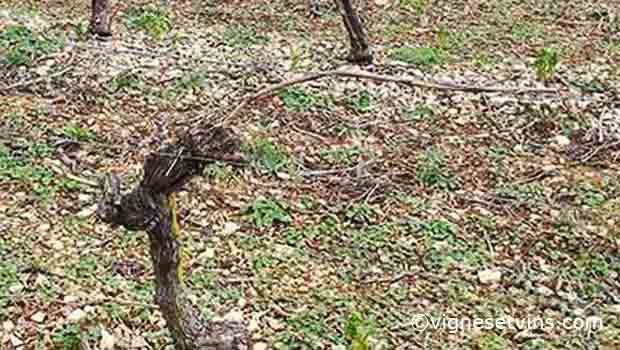 vignes taille