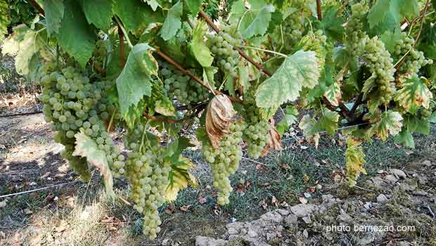 vignoble charentes