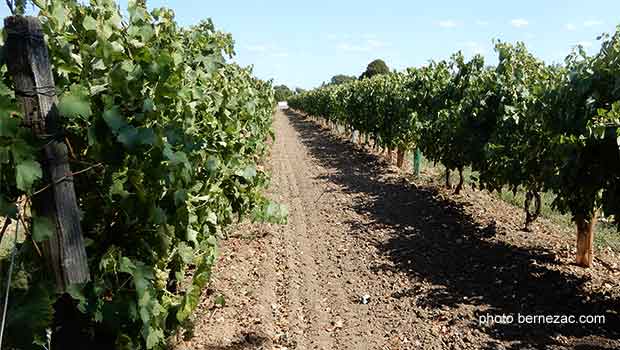 vignoble charentes