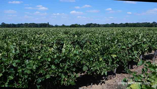 vignoble charentes