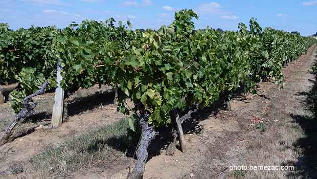 vignoble charentes