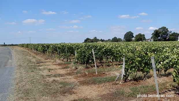 vignoble charentes